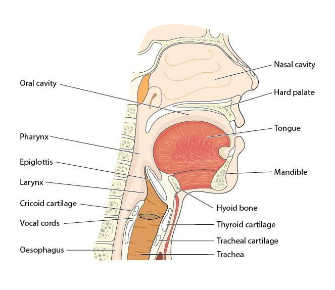 graphic of the oral anatomy